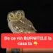 Ce înseamnă când auzi o bufniță lângă casă. Tradițiile populare și explicațiile din spatele acestui fenomen