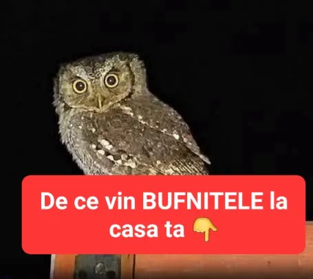 Ce înseamnă când auzi o bufniță lângă casă. Tradițiile populare și explicațiile din spatele acestui fenomen