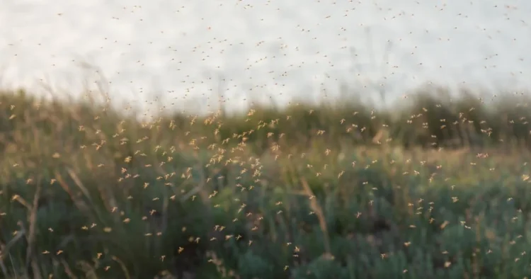 Singura ţară din lume fără ţânţari. Motivul pentru care insectele nu rezistă aici
