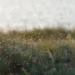 Singura ţară din lume fără ţânţari. Motivul pentru care insectele nu rezistă aici