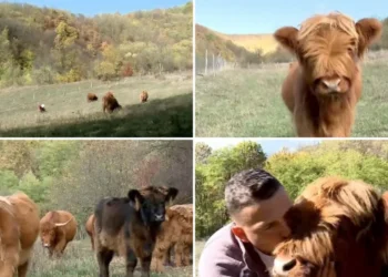 Văcuțele cu breton, vedete în Maramureș. Povestea celor doi soți care și-au transformat gospodăria într-un colț de Scoția