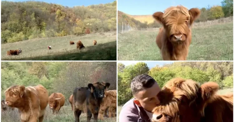 Văcuțele cu breton, vedete în Maramureș. Povestea celor doi soți care și-au transformat gospodăria într-un colț de Scoția