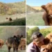 Văcuțele cu breton, vedete în Maramureș. Povestea celor doi soți care și-au transformat gospodăria într-un colț de Scoția