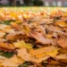 Arderea frunzelor în grădină poate atrage amenzi de până la 45.000 de lei