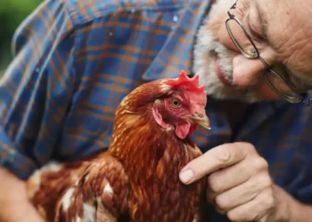 Selecția făcută de oameni schimbă animalele, de la vulpi la elefanții fără colți