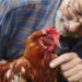 Selecția făcută de oameni schimbă animalele, de la vulpi la elefanții fără colți