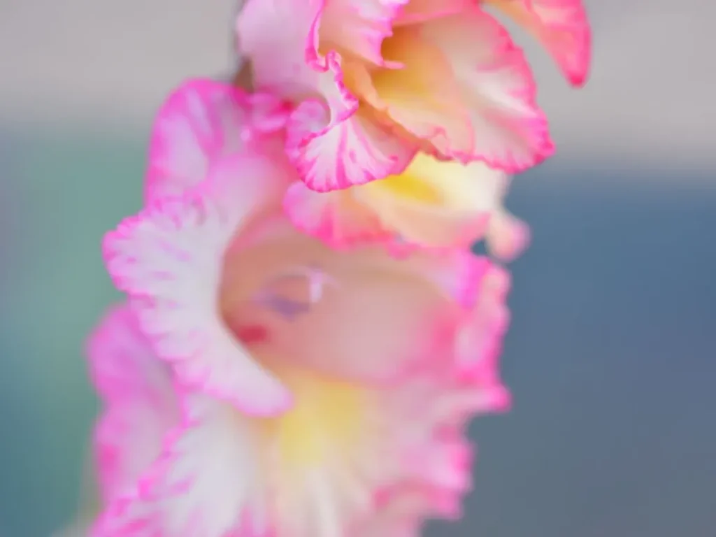 Gladiole - Foto: Pexels (Imagine cu rol ilustrativ)