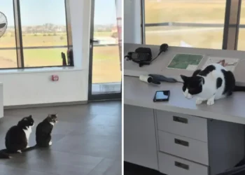 Molly, Lenuța și Marian, trei pisici care au ajuns vedetele aeroportului din Tuzla