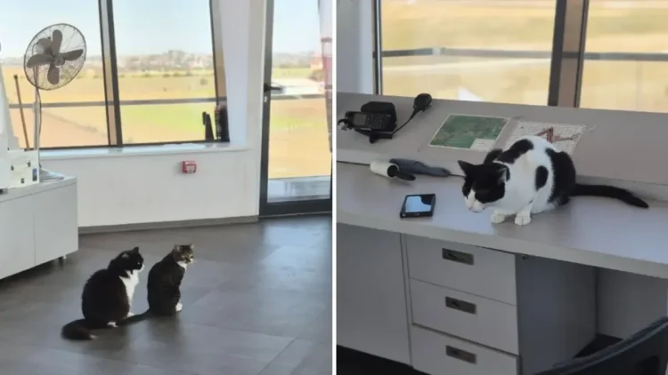 Molly, Lenuța și Marian, trei pisici care au ajuns vedetele aeroportului din Tuzla