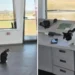 Molly, Lenuța și Marian, trei pisici care au ajuns vedetele aeroportului din Tuzla